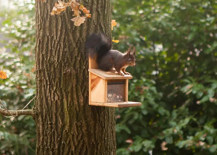 Knus Boshuisje Onder De Eiken